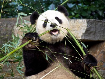 Funi Female Giant Panda 1