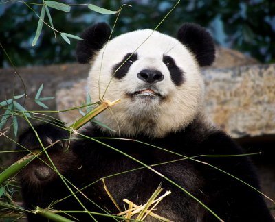 Funi Female Giant Panda 2