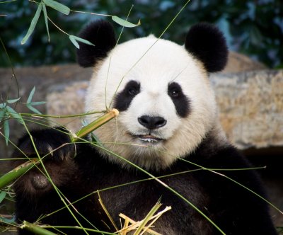 Funi Female Giant Panda 4