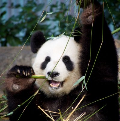 Funi Female Giant Panda 5