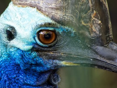 Cassowary 1