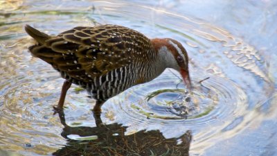 Buff Breasted Rail