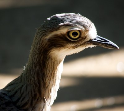 Thick Knee 1