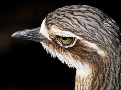 Thick Knee 2