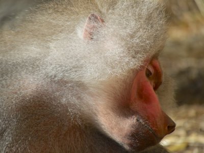 Hamadryas Baboon 1