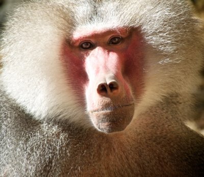 Hamadryas Baboon 3