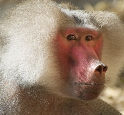 Hamadryas Baboon 4