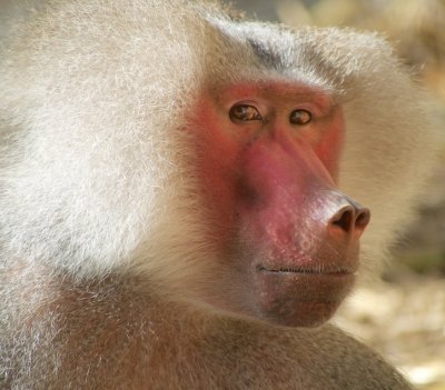 Hamadryas Baboon 5