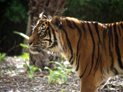 Sumatran Tiger 1