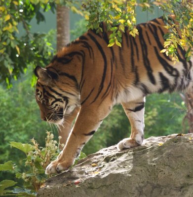 Sumatran Tiger 4