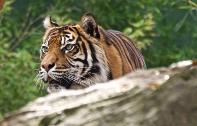 Sumatran Tiger 5