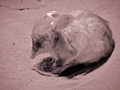 Bilby