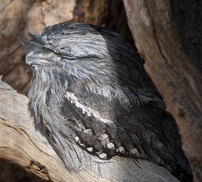 Tawny Frogmouth