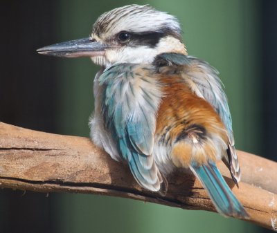 Kingfisher