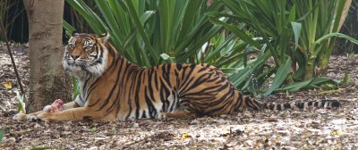 Sumatran Tiger 6