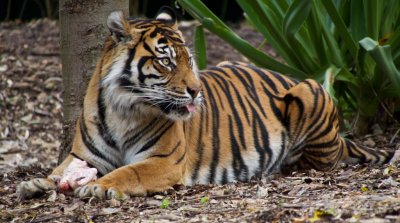 Sumatran Tiger 7