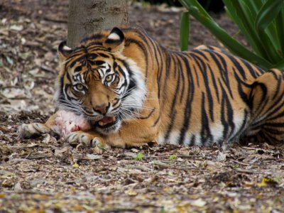 Sumatran Tiger 8