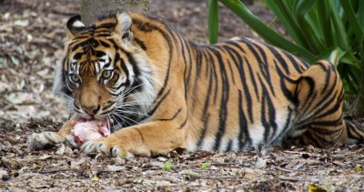 Sumatran Tiger 9
