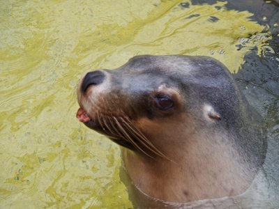 Sea Lion 1