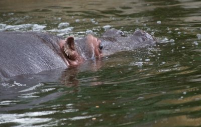 Hippopotamus 1