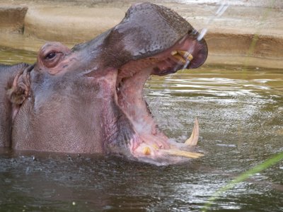 Hippopotamus 4