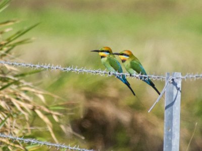 Rainbow bee-eaters