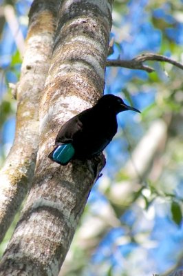 Victorian Riflebird