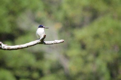 Kingfisher