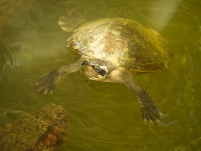 Saw-shelled turtle
