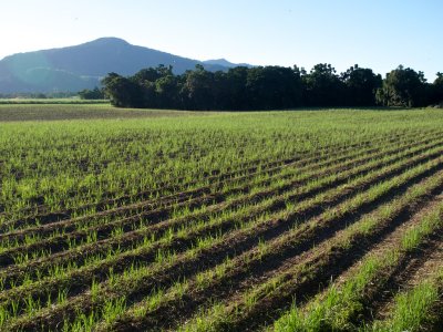 Sugar cane field near Mossman