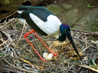 Jabiru or black necked stork