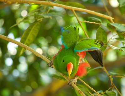 Male Eclectus Parrot