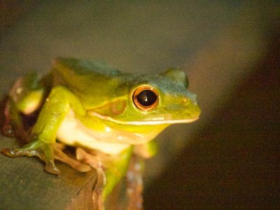 Common GreenTree Frog