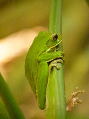 Common Green Treefrog