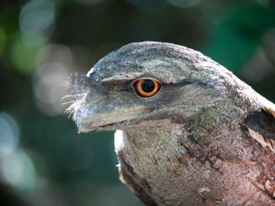 Papuan Frogmouth