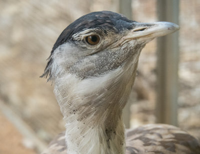 Alice Springs Desert Park - Bustard