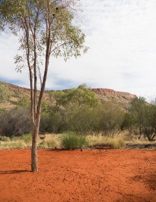 Alice Springs Desert Park 3