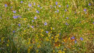 Alice Springs Desert Park wildflowers 2