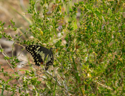 Alice Springs Desert Park butterfly