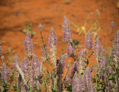 Alice Springs Desert Park wildflowers 1