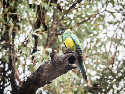 Australian Ringneck Parrot 1