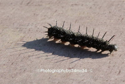 118 chenille noire - black caterpillar