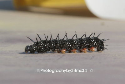 119 chenille noire - black caterpillar