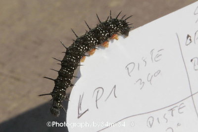 120 chenille noire - black caterpillar