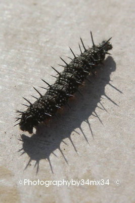 121 chenille noire - black caterpillar