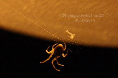 A spider in the night