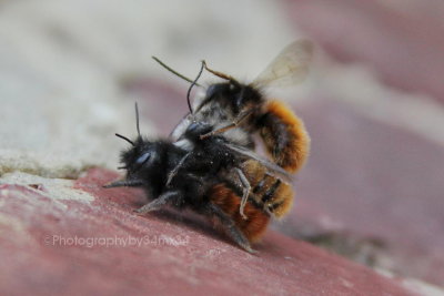 33 abeilles solitaires accouplement