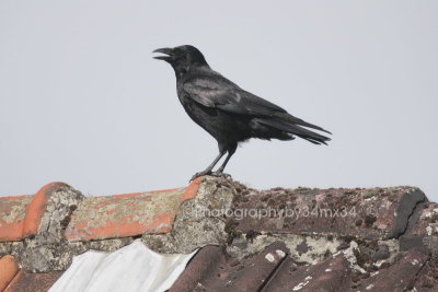 157 raven - corbeau 