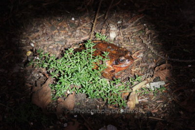  red frog - grenouille rousse 18