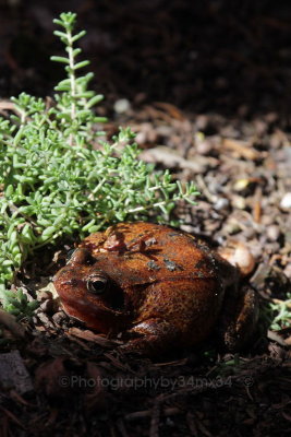  red frog - grenouille rousse 21